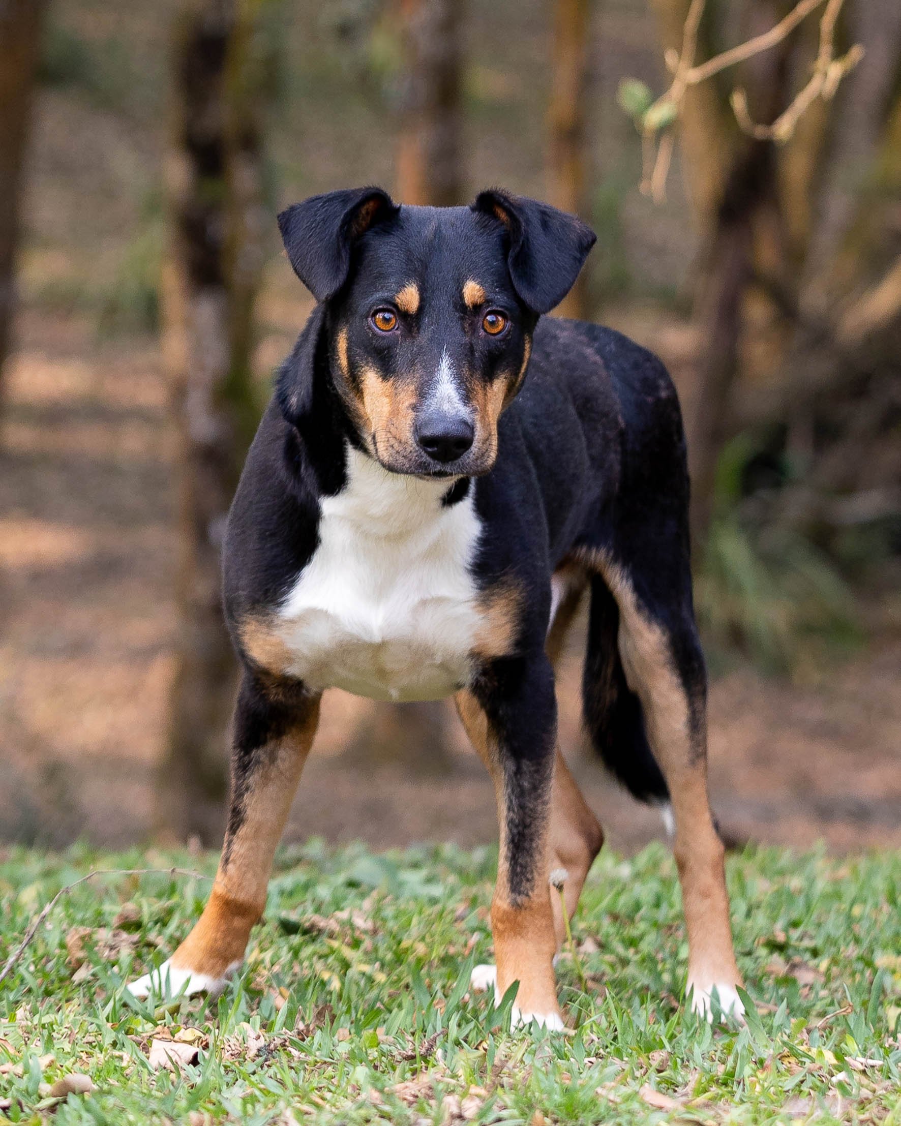 Tião