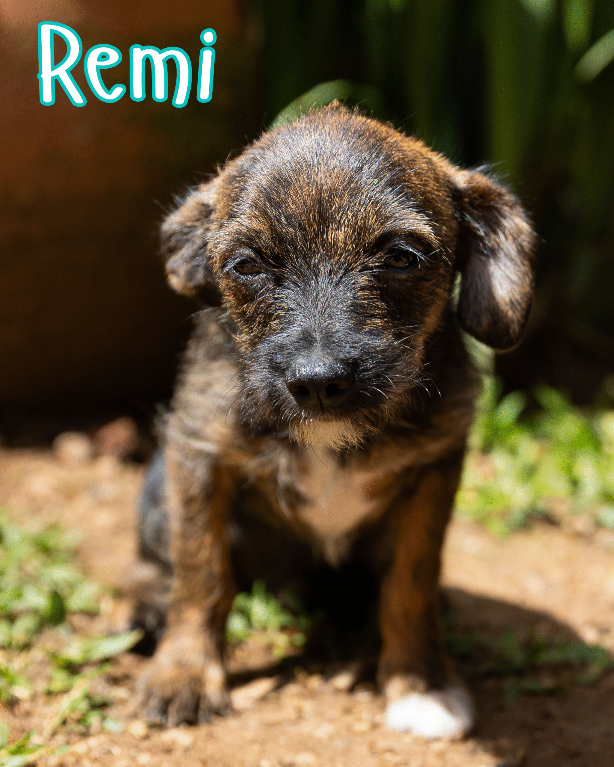 Filhotes porte pequeno