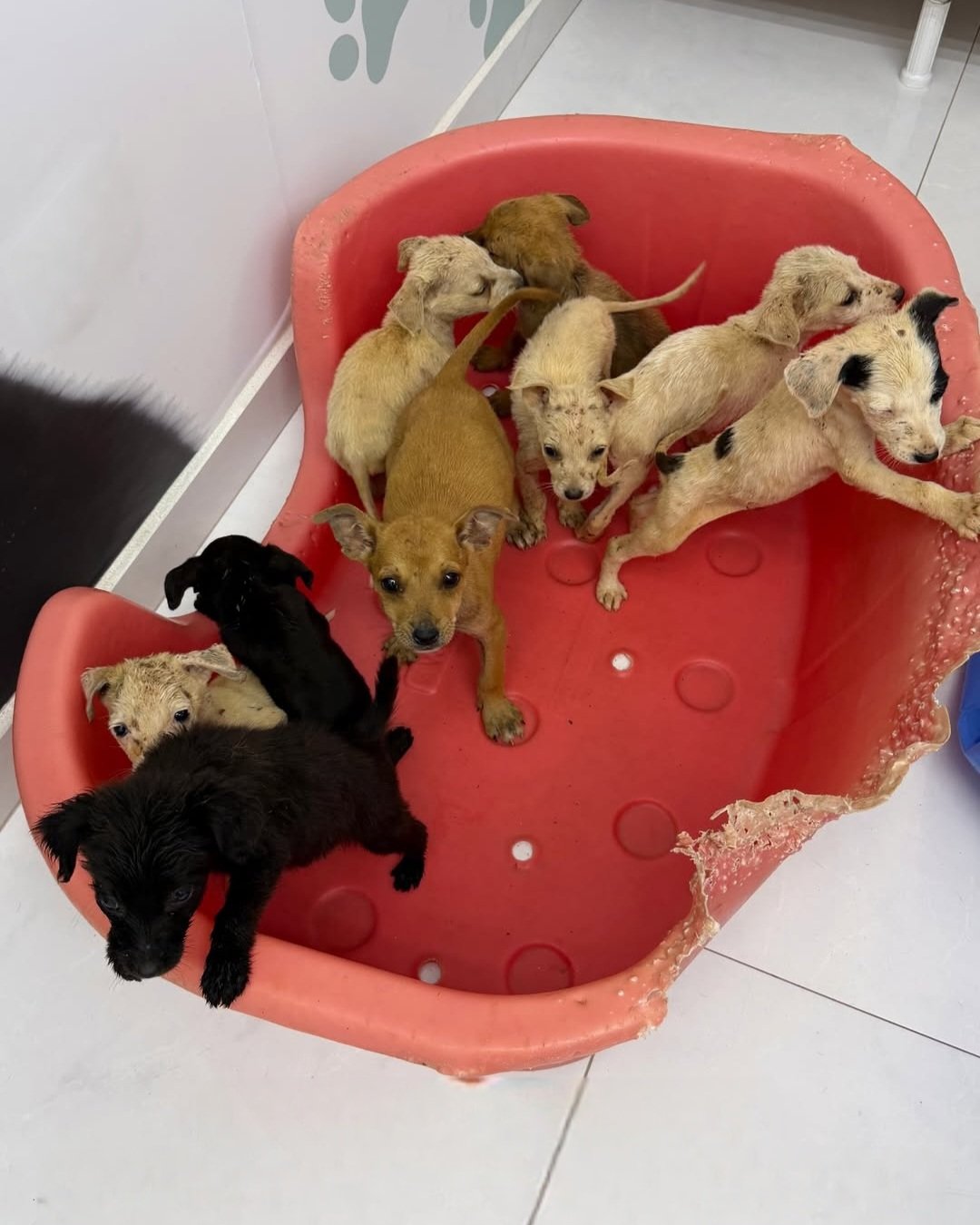 Resgate 9 filhotes