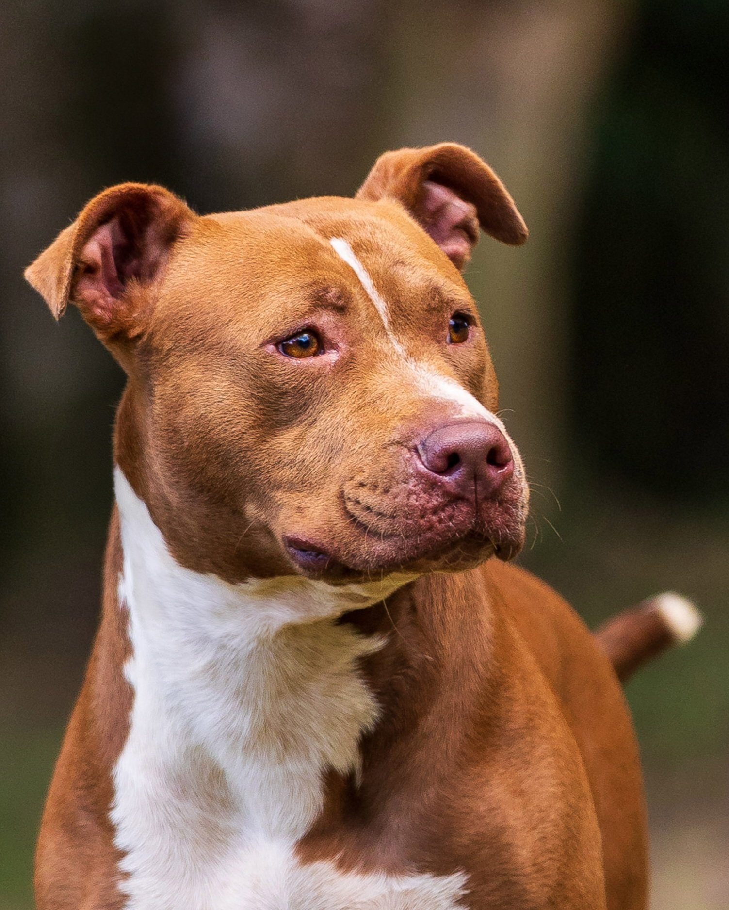PITBULLS