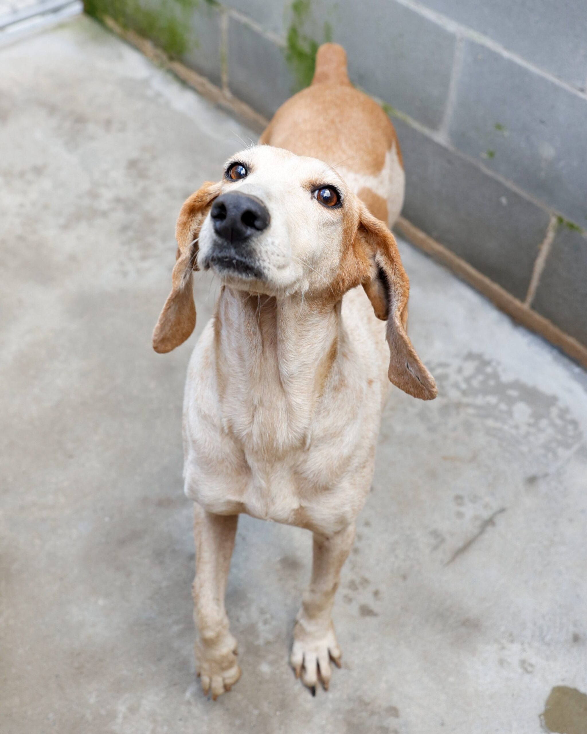 Cães de caça