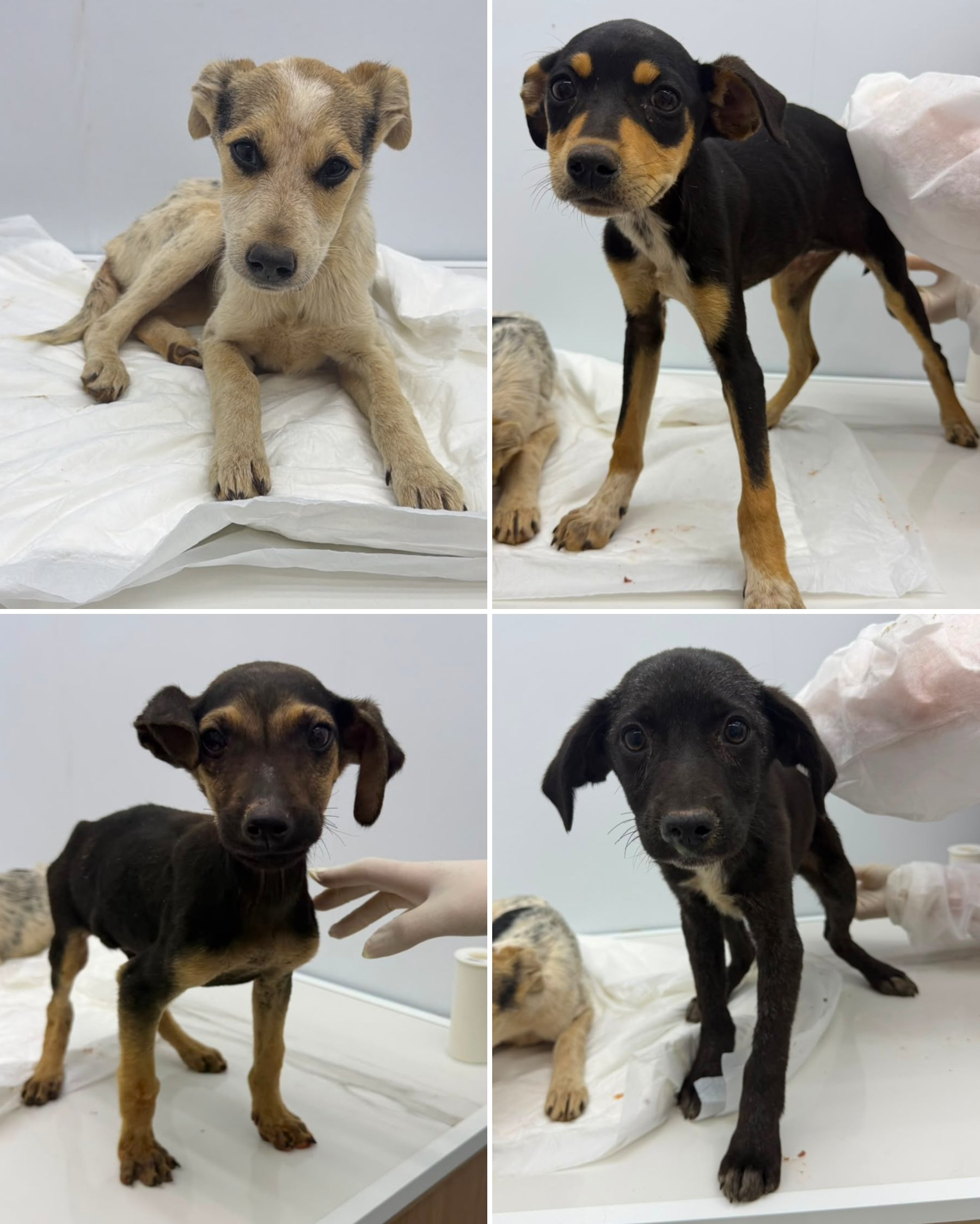 Babi, Acácia, Hot e Pipo